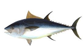 Bluefin